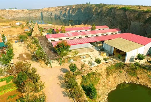 藏香猪养殖基地